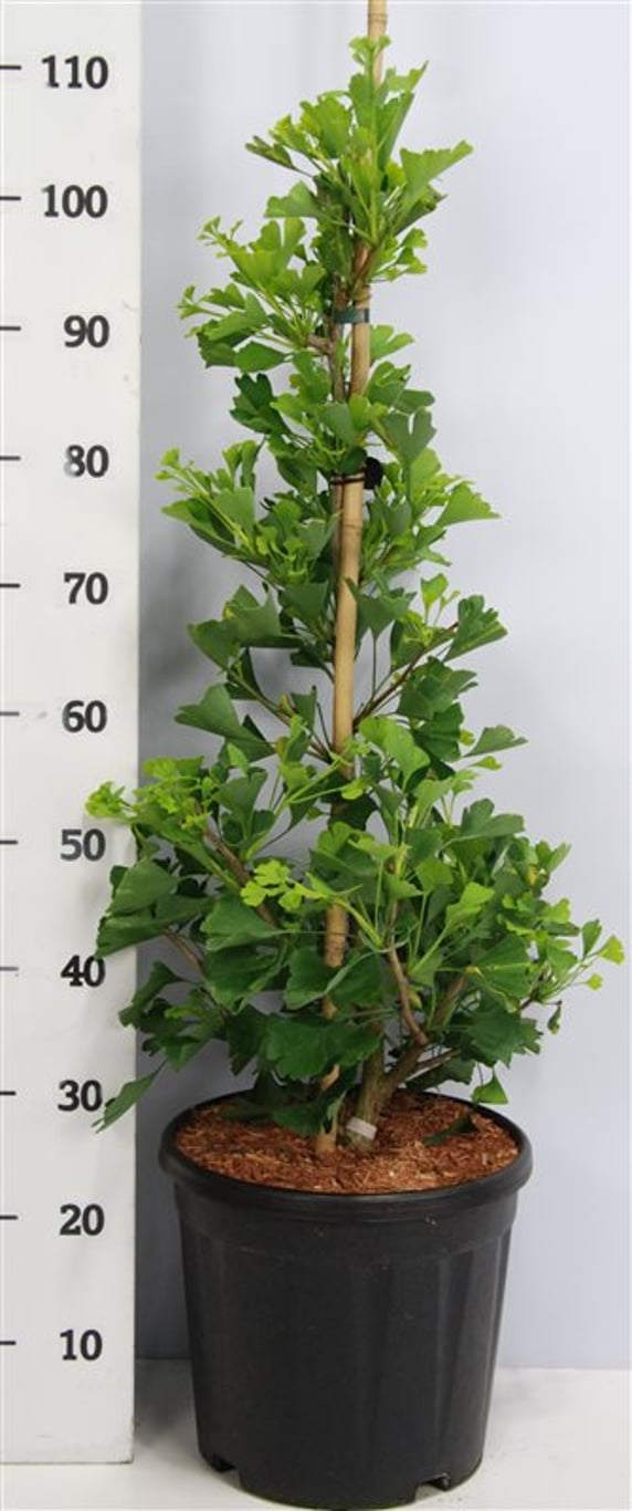 Ginkgo bil. 'Fastigiata Blagon' - C12 60-80 CM